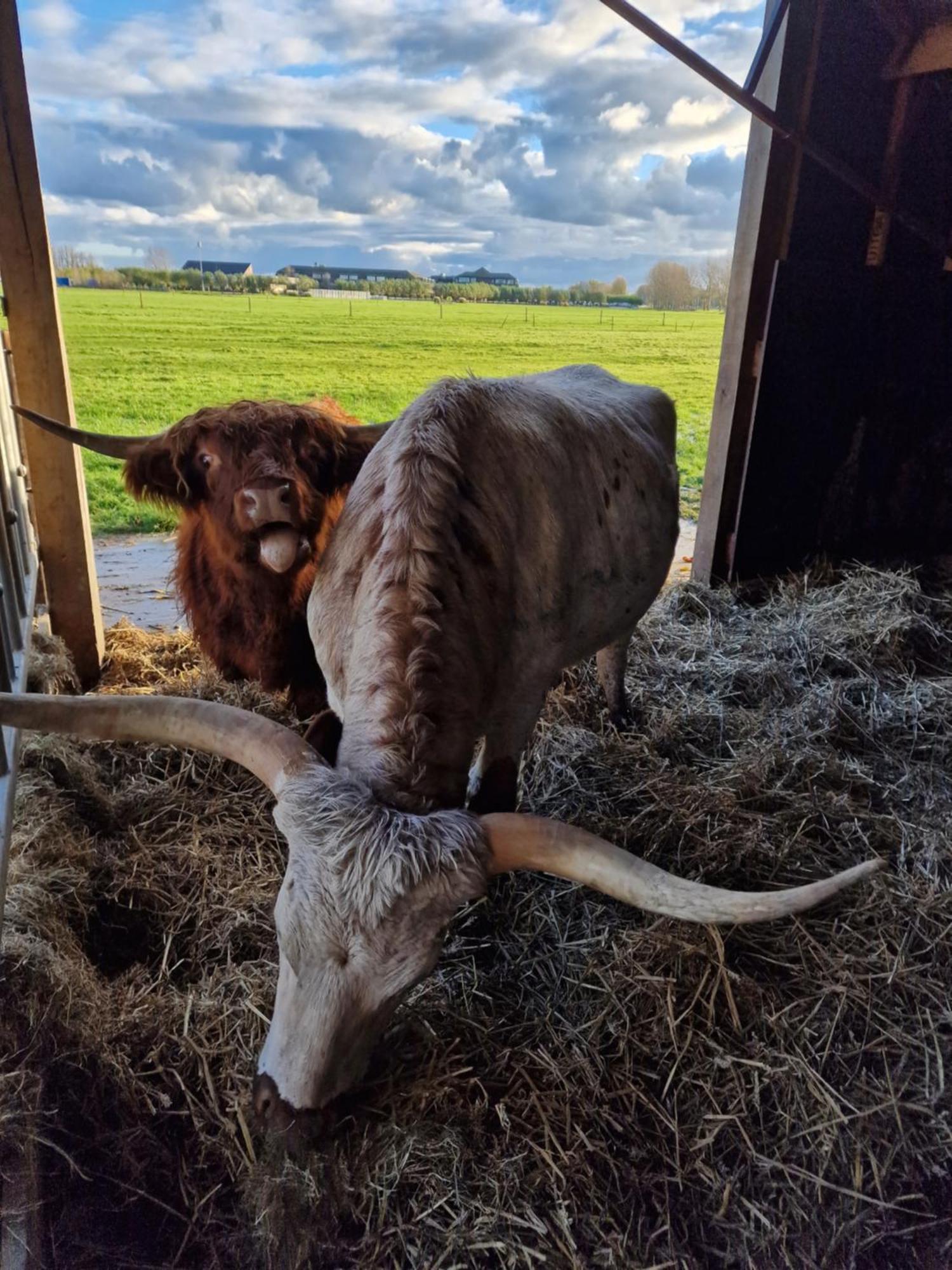 阿克斯洛特Bed&Bbq Longhornranch公寓 外观 照片